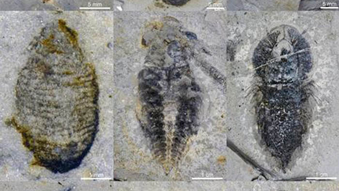 Hallan en China unas 100 especies de animales extintos hace 500 millones de años